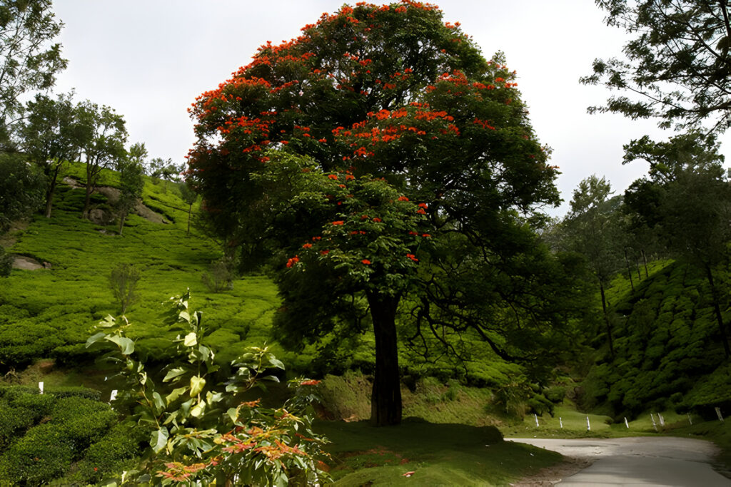 Kanthalloor Hills 