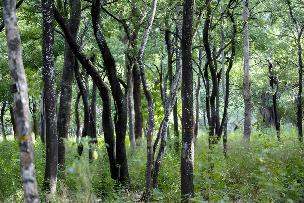 Marayoor Sandalwood Forest