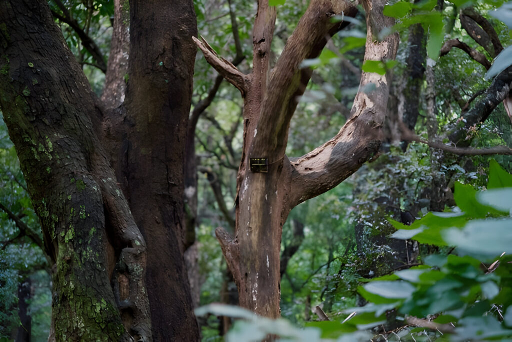 Sandal Forest