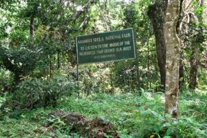 Anamudi Shola National Park