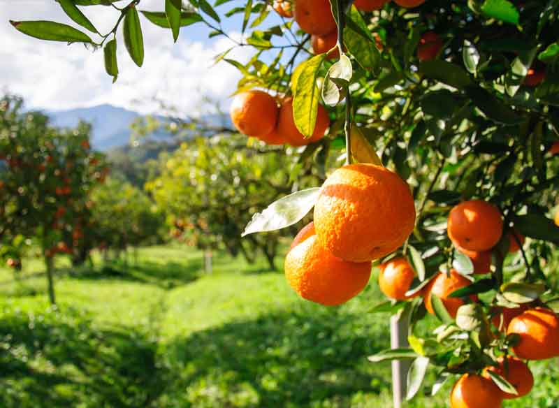 Kanthalloor Fruit and Vegetable Farm